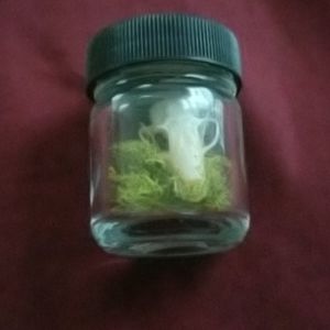 Genuine cave nectar bat skull